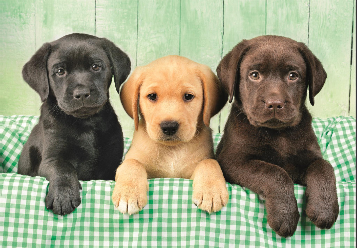 Clementoni - Puzzle 1000 Tři labradoři - Image 2
