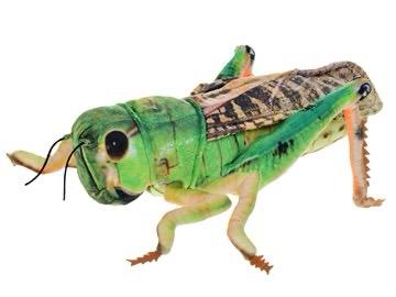 Realistický plyšový model kobylky